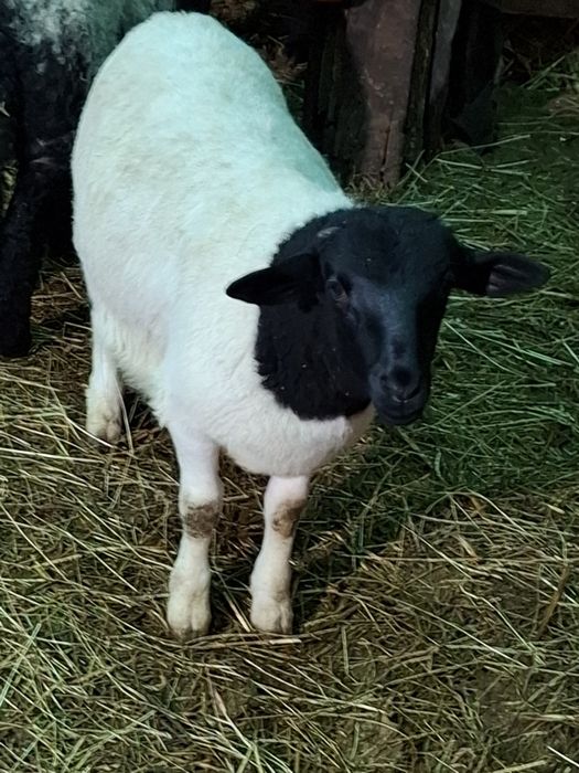 Berbecuț  Dorper de vanzare in vârstă de 3 luni