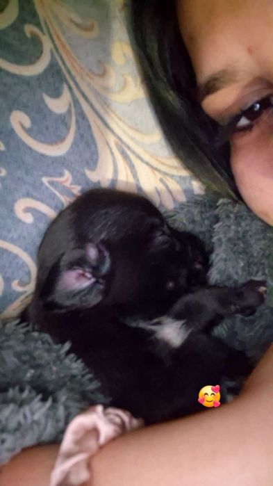 Новородено кученце