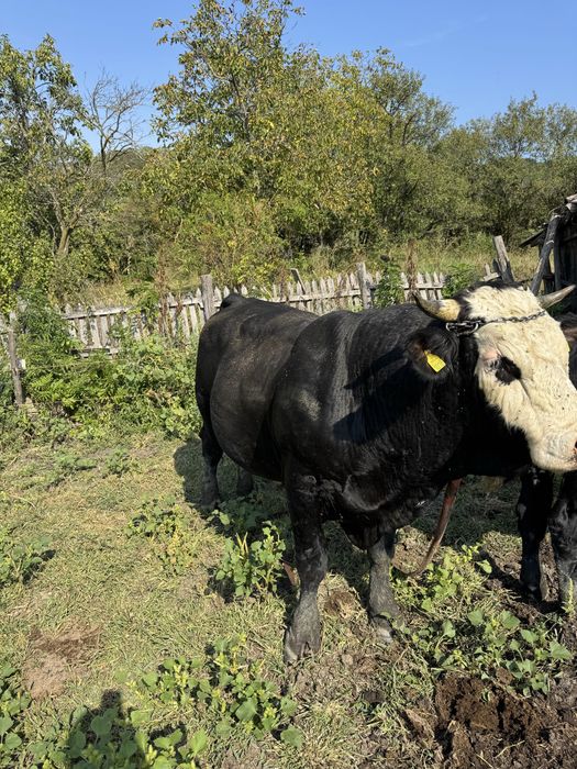 Tauri de vanzare judetul Buzau