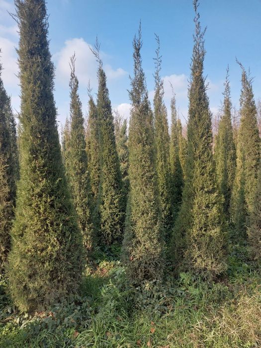 Маржвинка старичка сипирал