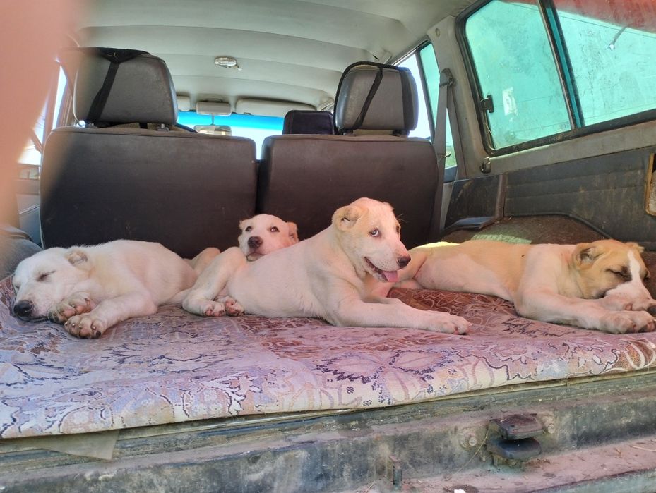 Щенки алабая двамесяца