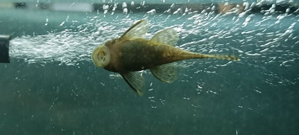 Аквариум примерно 20 литр