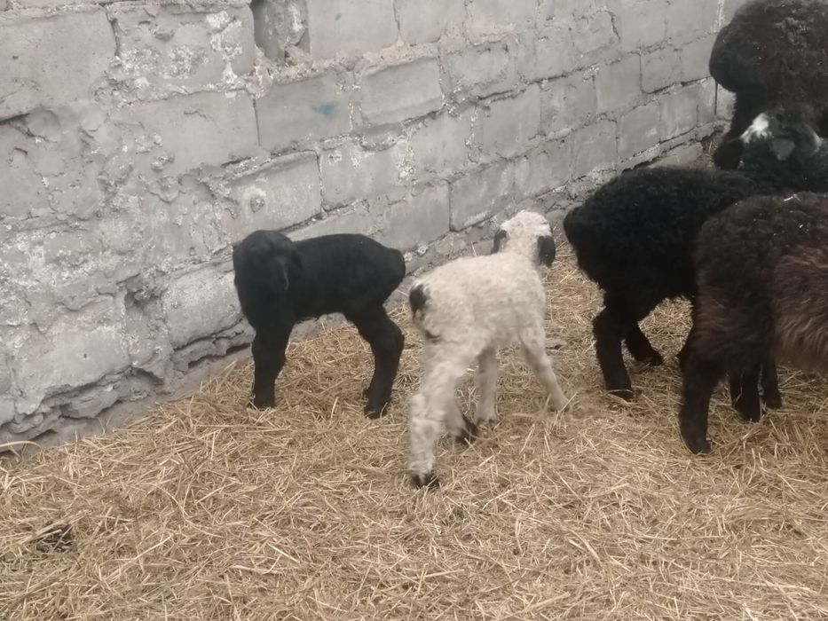 Продам барана с 2 ягнятами