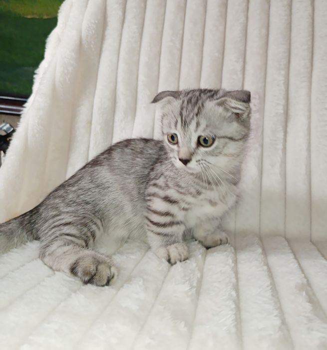 Продается шикарный котенок Манчкин мальчик