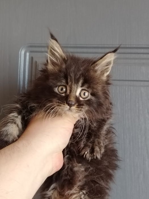 Мейн куны нежные гиганты