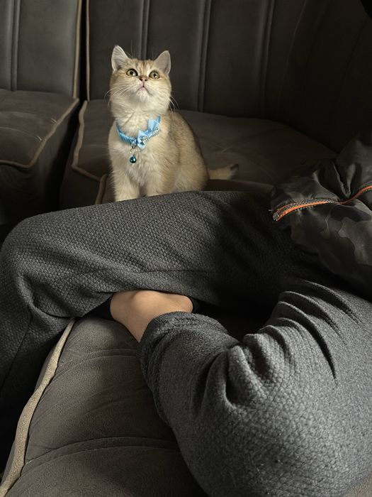 мушук сотилади золотая шиншилла 7 ойлик