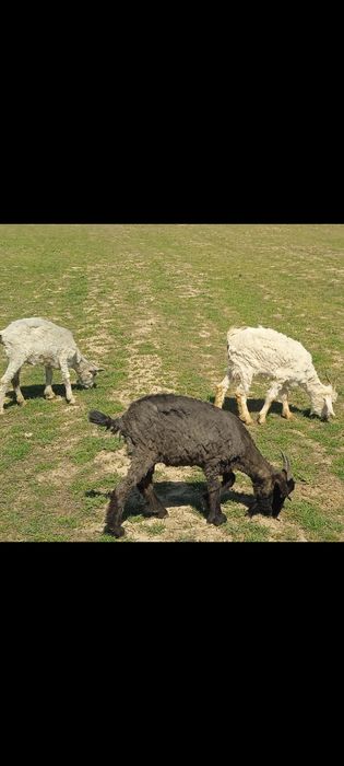 Ешкилер сатылады.Теке сатылады