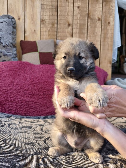 Продам щенка!!! Кабель!