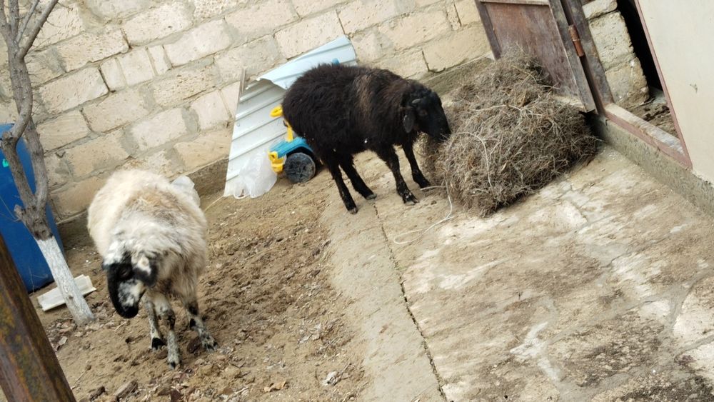 Қой бар екеу бір ақ бір қара