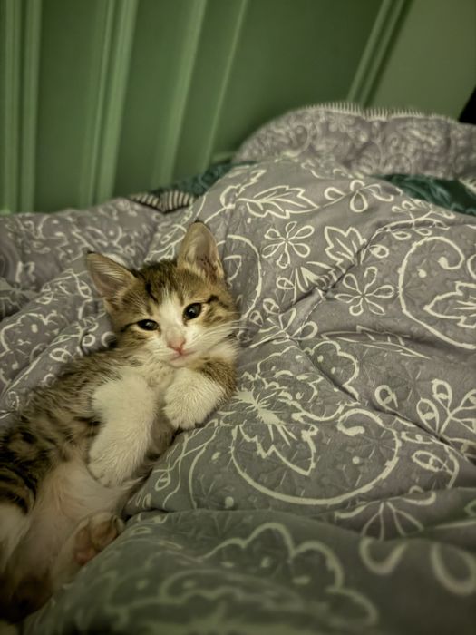 Котенок маленкий 1 месяц