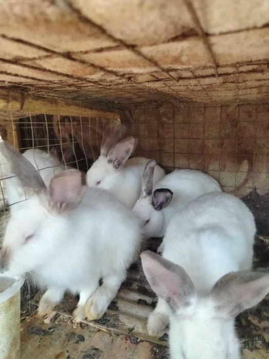 Продаются кролики калифорнийской породы