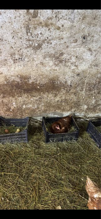 Яйца куриные, домашние