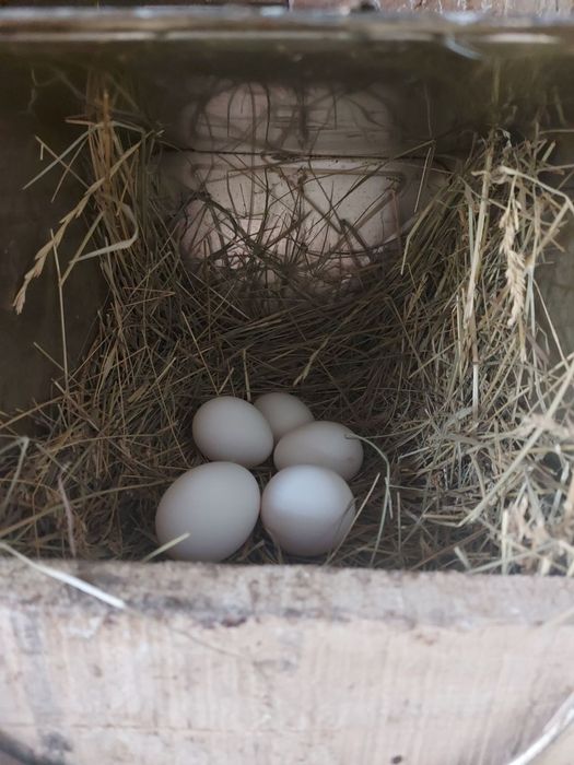 Яйца за люпене от бял Легхорн 0,80