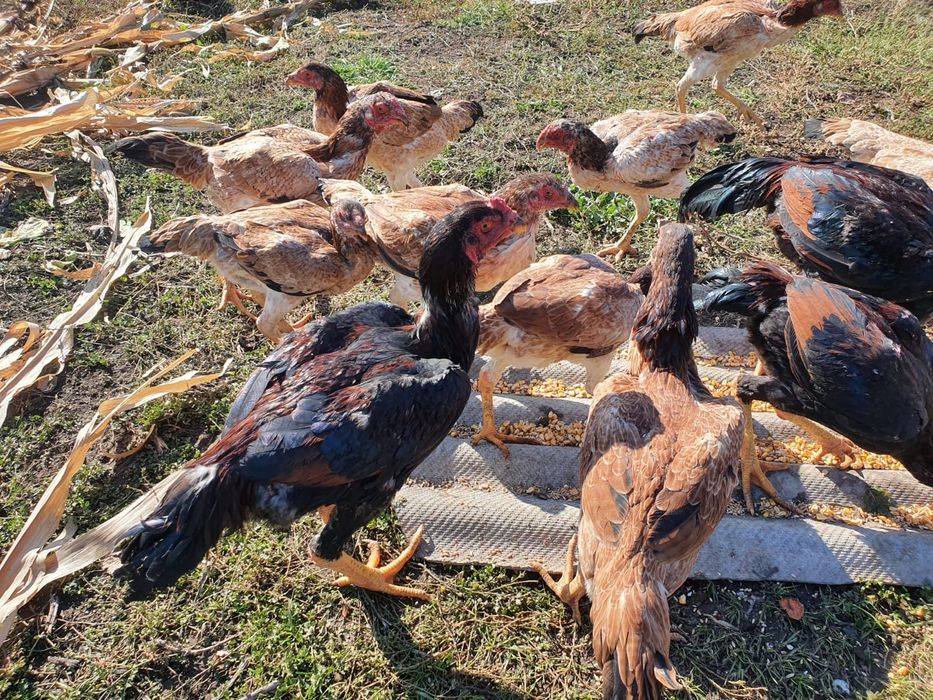 Продам курей даканов