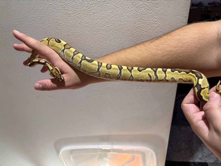 Vând piton regal femelă