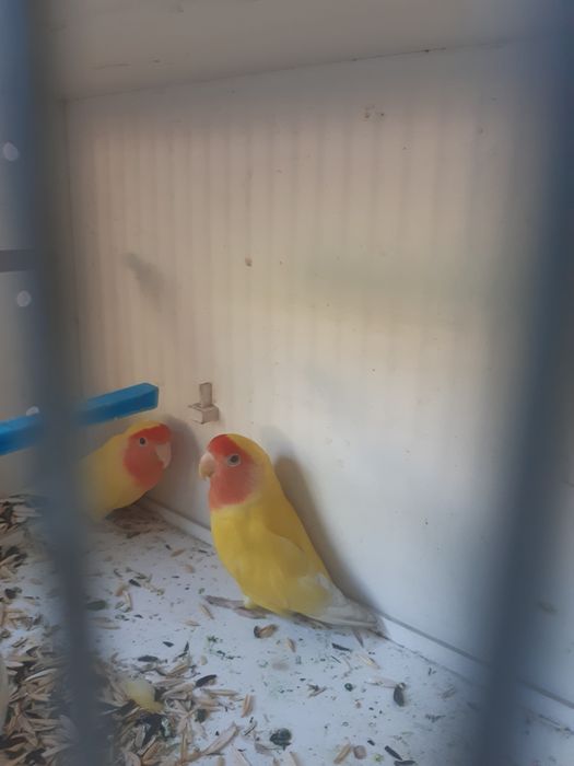 Papugay  Nerazushka sotiladi narxi 179  skidka sõm pari