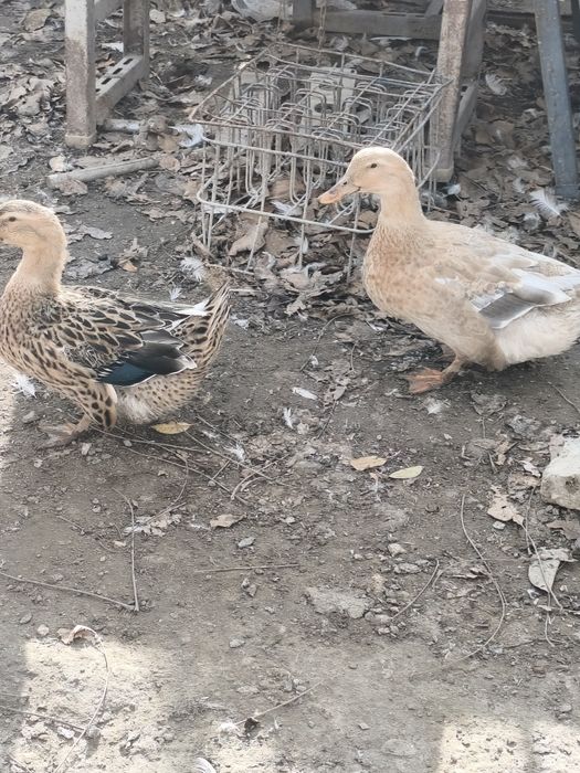 Продам уток шипуны и кряки