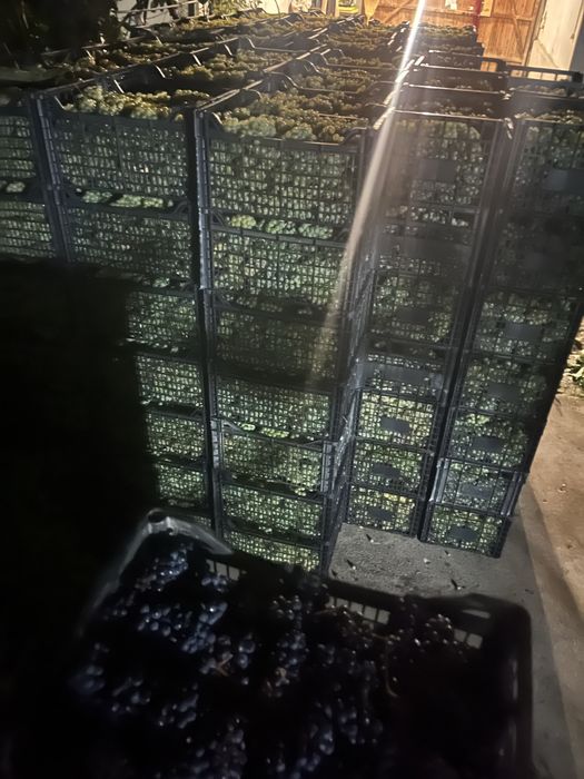 Struguri pentru vin