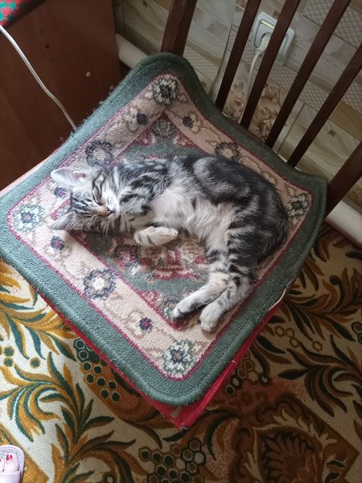 Отдам в хорошие руки котят