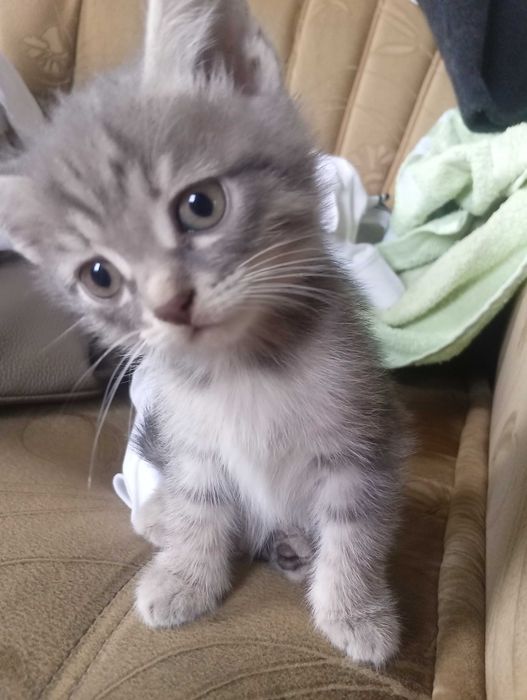 отдам котят ,кушают всё