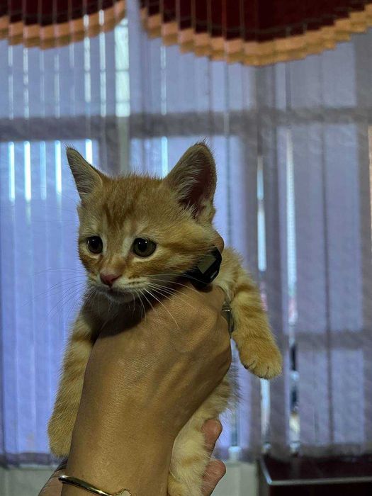 Продаются котята Шиншиллы!!