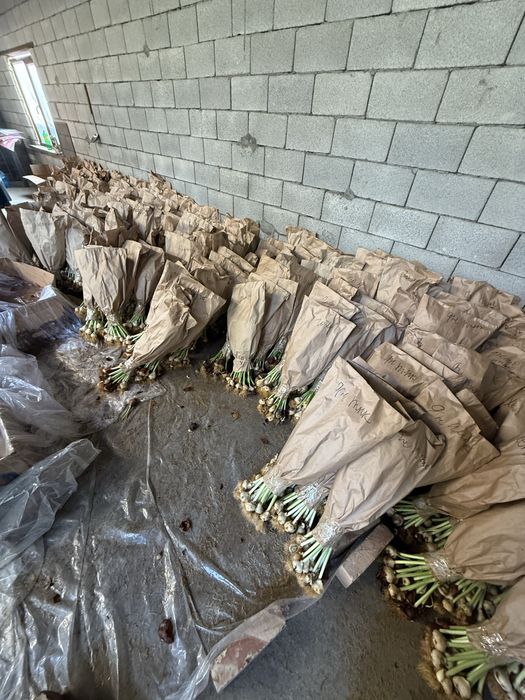 ОПТОМ тюлпаны голдандия