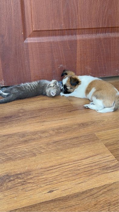 Чихуахуа мальчик, с документами