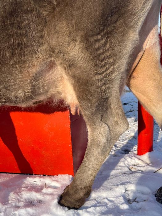 Корова алатауская