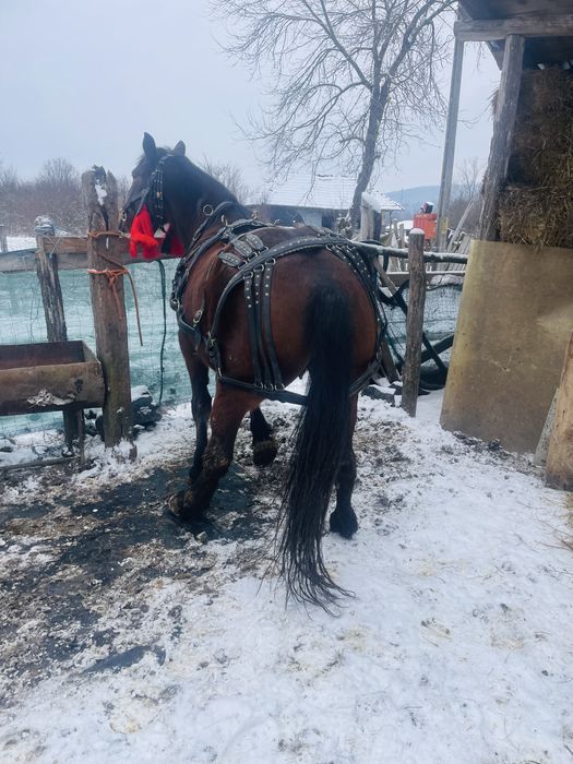 Iapa semi grea de 7 pe ani in aprilie ,1,75 la greaban