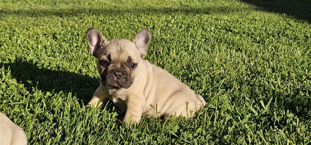 Френски булдог / френски булдочета