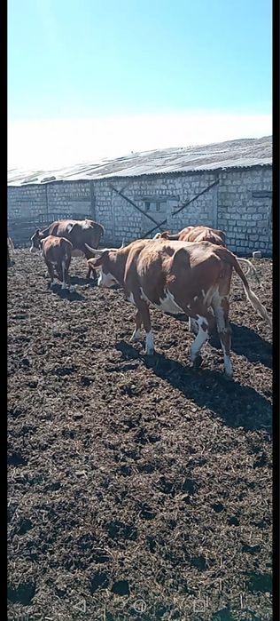 КХ продается Кыр сатылады