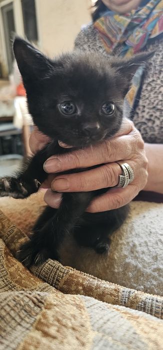 Котёнок. . Бесплатно