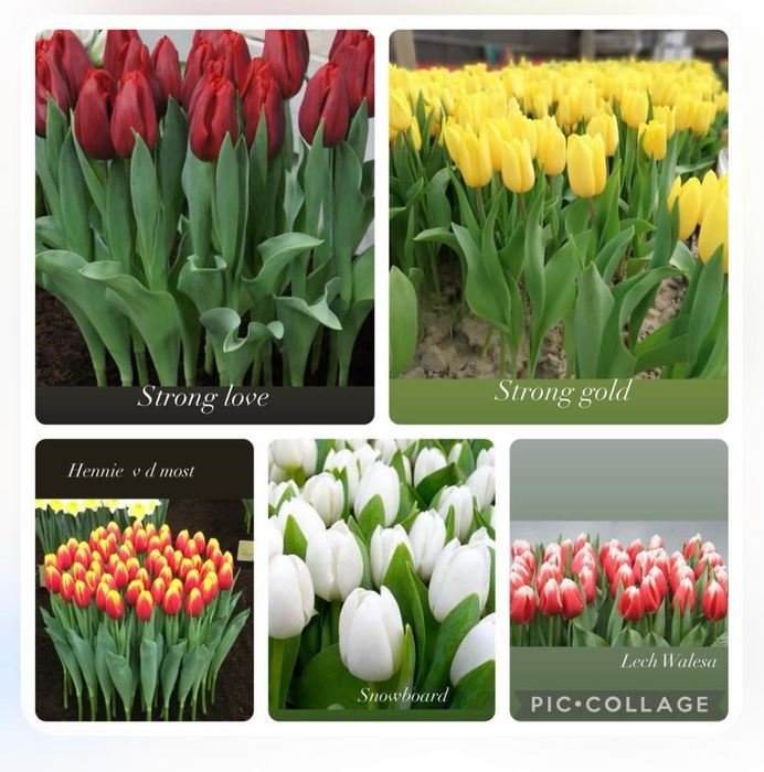 Продаем тюльпаны оптом и в розницу