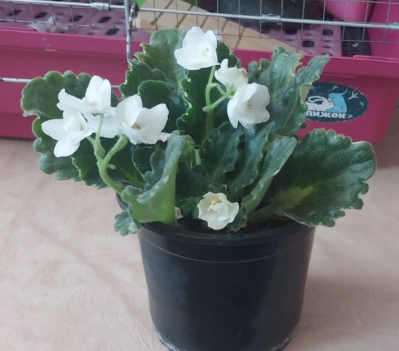 Продам комнатные цветы