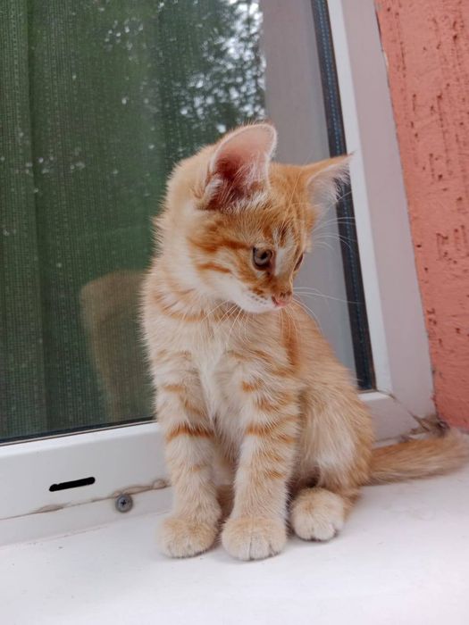 Отдам котят в хорошие руки