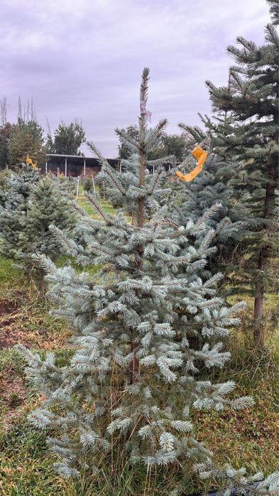 Можжеевельник ели туи пальмы