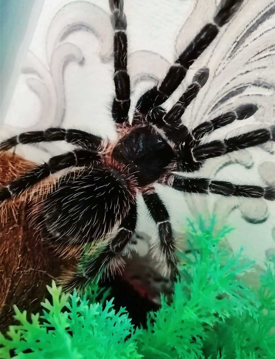 Продам или обменяю на смартфон.