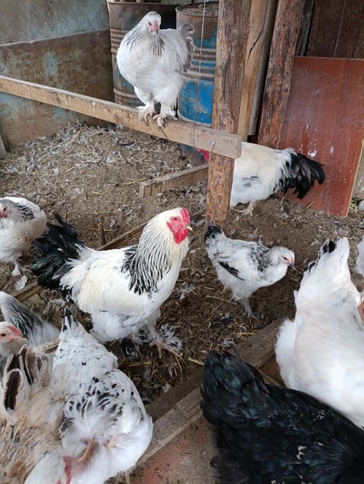 Петух Светлой брамы