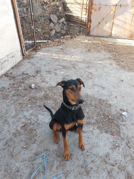 Daberman Mayk Ohangaron 9 oylik