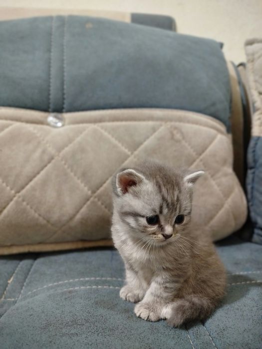 Britanskiy shinshila sotiladi