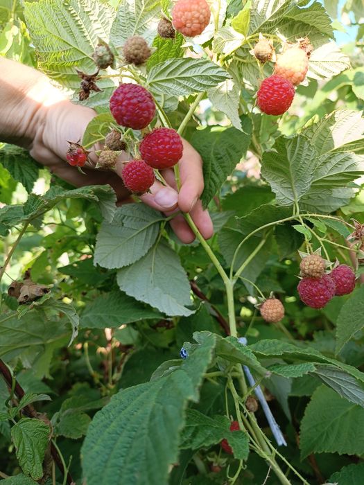 Продам саженцы многолетников