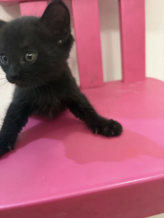 Отдаю котят в добрые руки