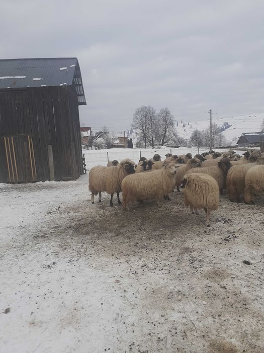 vand 20 de oi pe ales