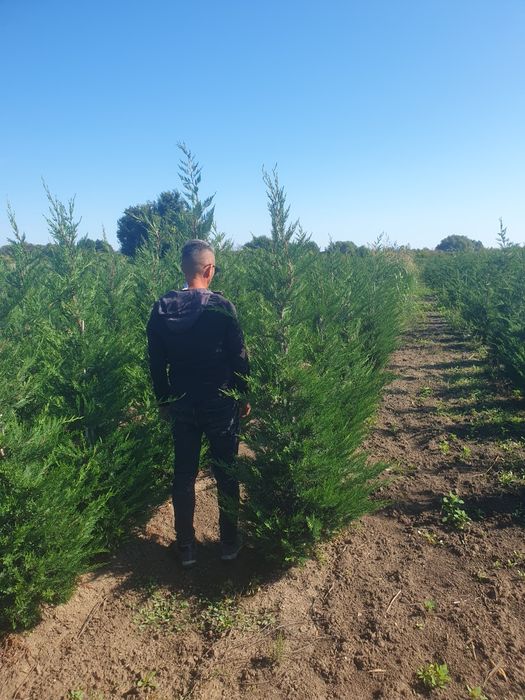 Leylandii 2.5m - 3m, la balot sau ghiveci, calitate premium!
