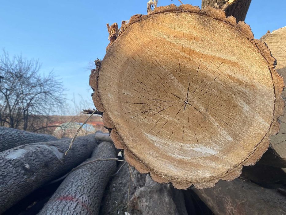 Bușteni uscați ptr. foc, stejar/frasin, cubat corect