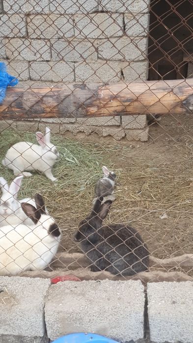 Қоян сатлады срочна