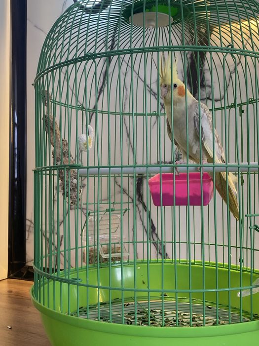 Корелла құсы жас әдемі