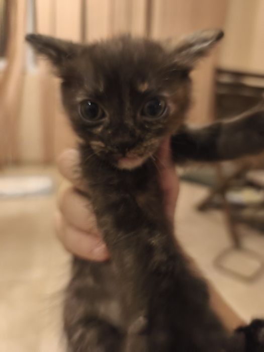 Подарявам котенца