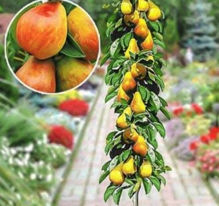 Pomi columnari anul2/3/4 diferite soiuri