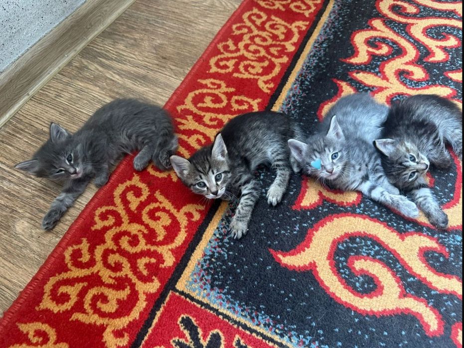 Продам милых котят